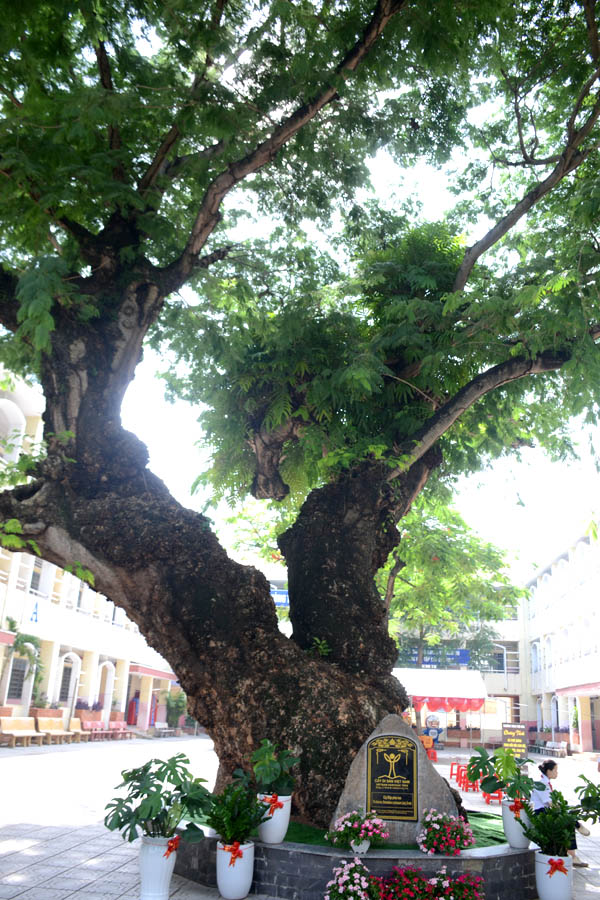 Cây[-]Điệp[-]Phèo[-]heo[-]Trường[-]THCS[-]Phú[-]Hòa[-]được[-]công[-]nhận[-]Cây[-]Di[-]sản[-]Việt[-]Nam